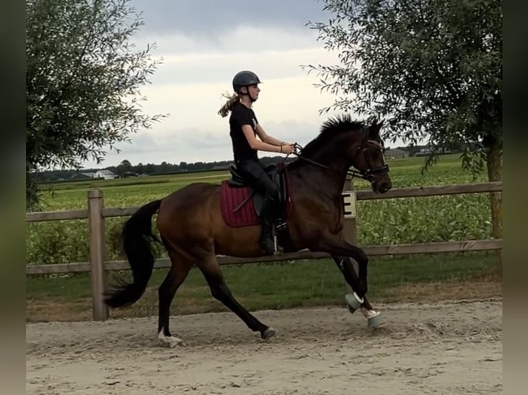 Welsh-D Wallach 11 Jahre 155 cm Brauner in Assen