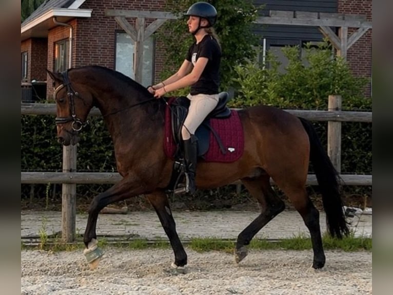 Welsh-D Wallach 11 Jahre 155 cm Brauner in Assen