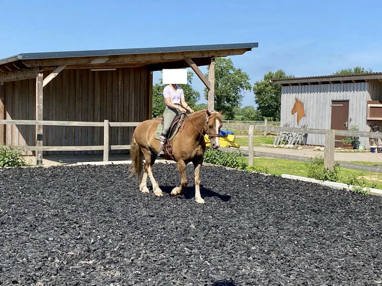 Welsh-D Wallach 11 Jahre 156 cm Fuchs in Lübberstedt