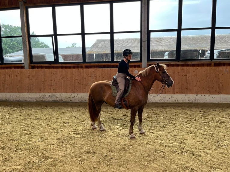 Welsh-D Wallach 11 Jahre 156 cm Fuchs in Lübberstedt