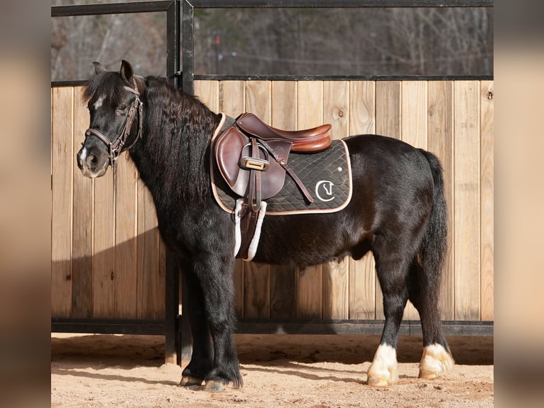 Welsh-D Mix Wallach 12 Jahre 117 cm Rappe in Clover