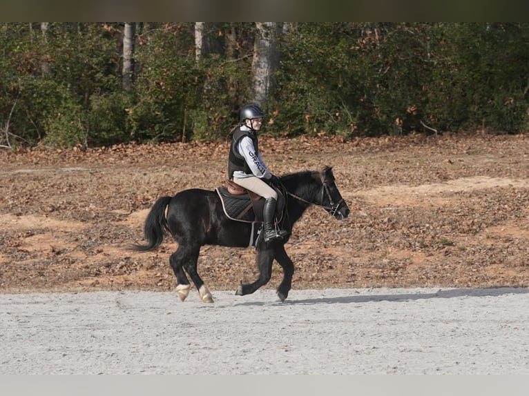 Welsh-D Mix Wallach 12 Jahre 117 cm Rappe in Clover