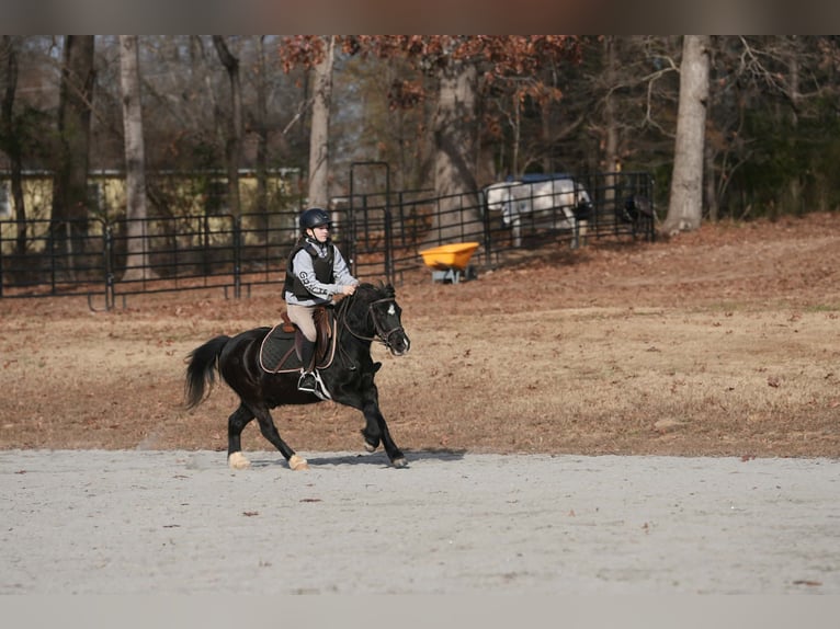 Welsh-D Mix Wallach 12 Jahre 117 cm Rappe in Clover