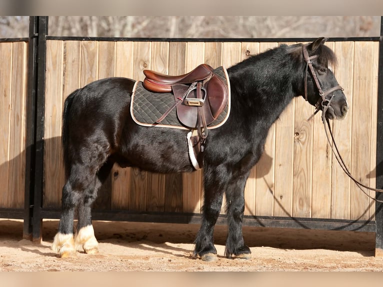 Welsh-D Mix Wallach 12 Jahre 117 cm Rappe in Clover