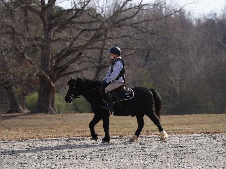 Welsh-D Mix Wallach 12 Jahre 117 cm Rappe in Clover