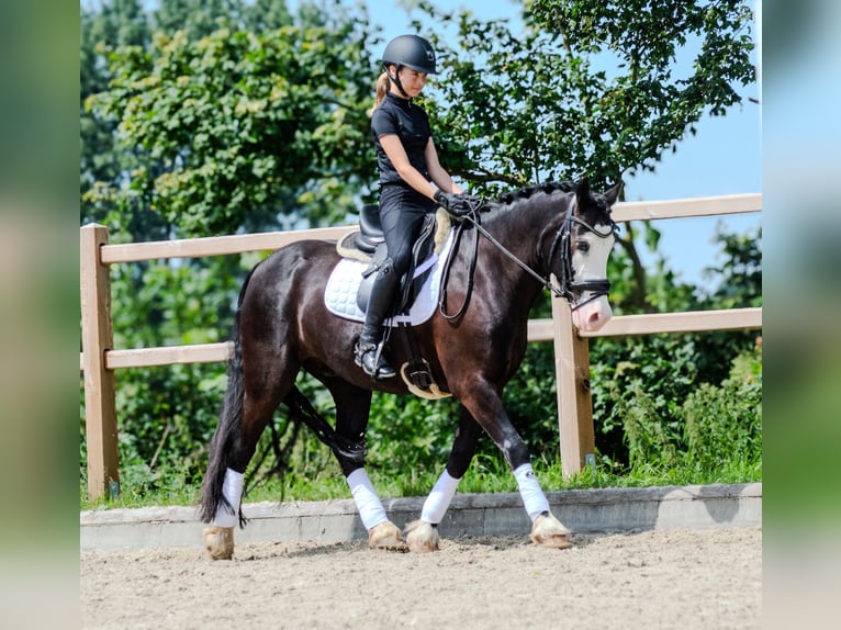 Welsh-D Wallach 12 Jahre 140 cm Rappe in Sörup