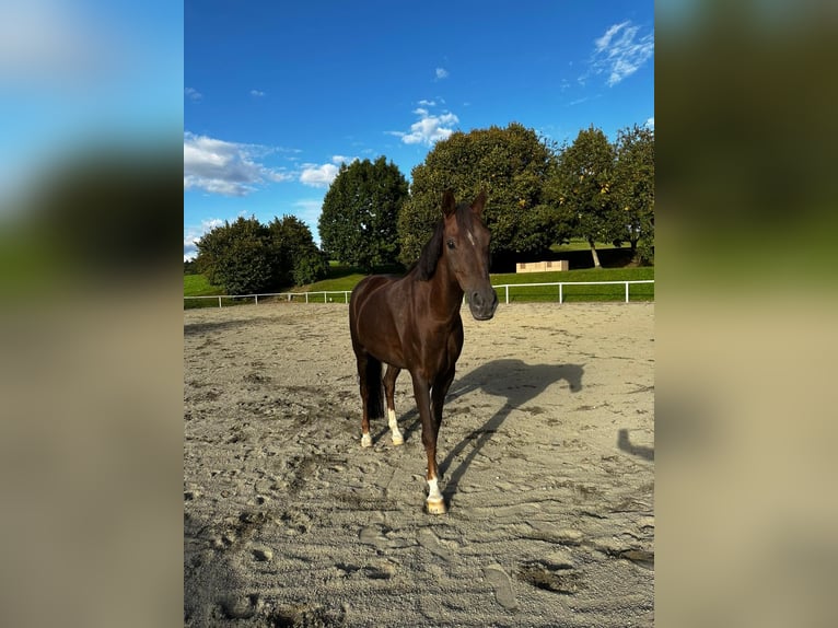 Welsh-D Wallach 12 Jahre 142 cm Dunkelfuchs in Perg