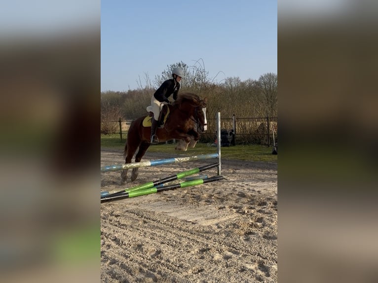 Welsh-D Wallach 12 Jahre 148 cm Fuchs in Anderen