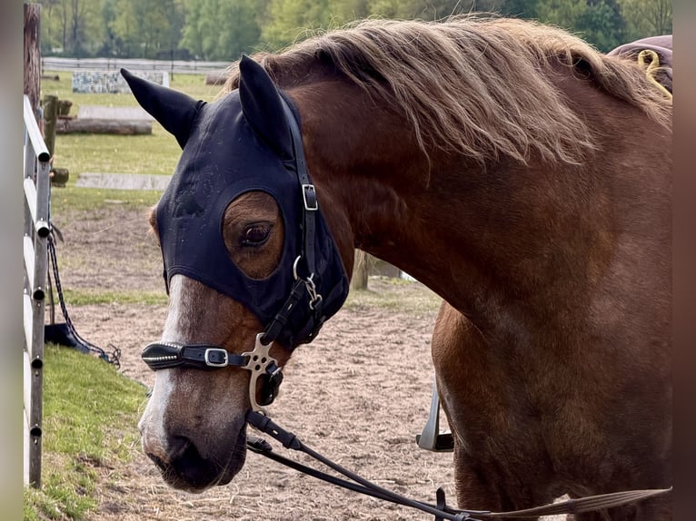 Welsh-D Wallach 12 Jahre 148 cm Fuchs in Anderen