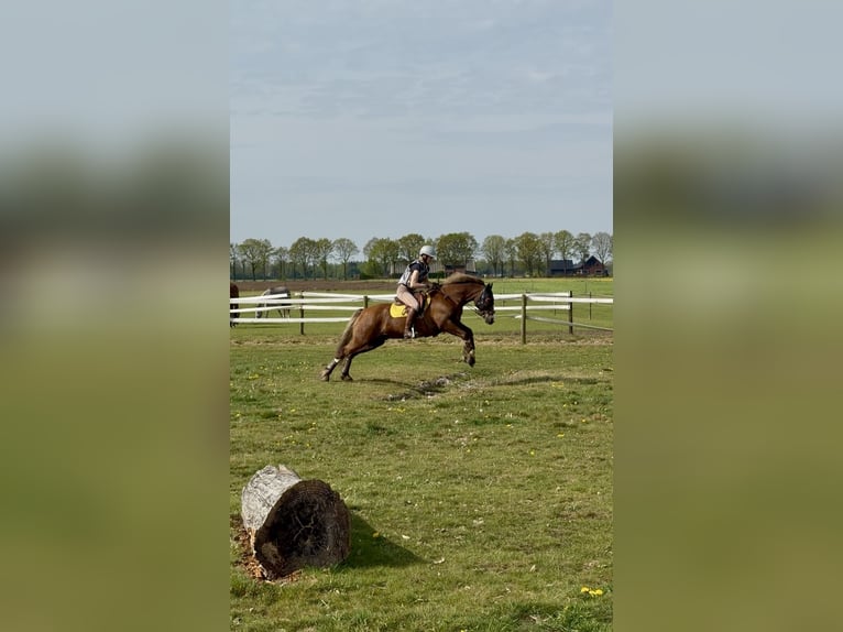 Welsh-D Wallach 12 Jahre 148 cm Fuchs in Anderen