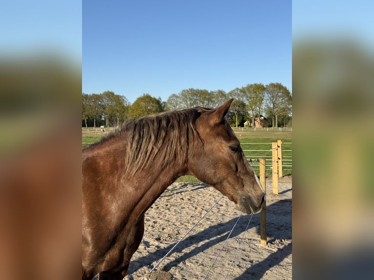 Welsh-D Wallach 12 Jahre 148 cm Fuchs in Anderen