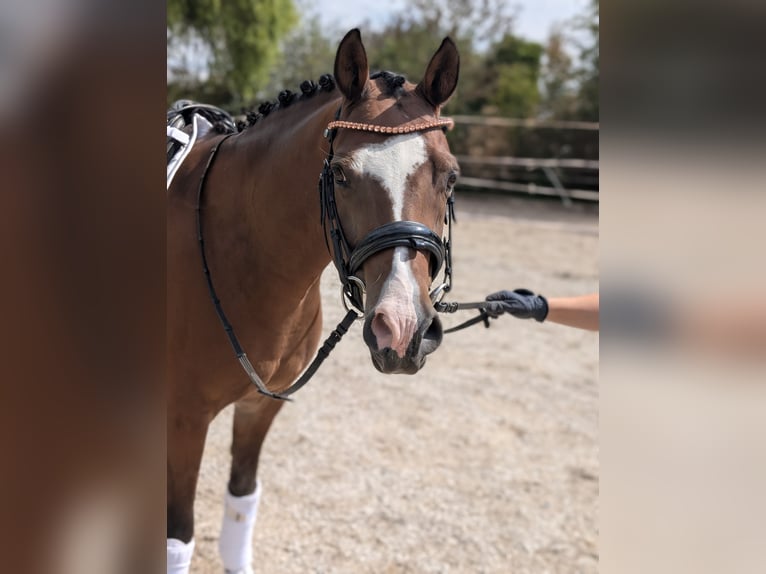 Welsh-D Wallach 12 Jahre 152 cm Brauner in Geldern