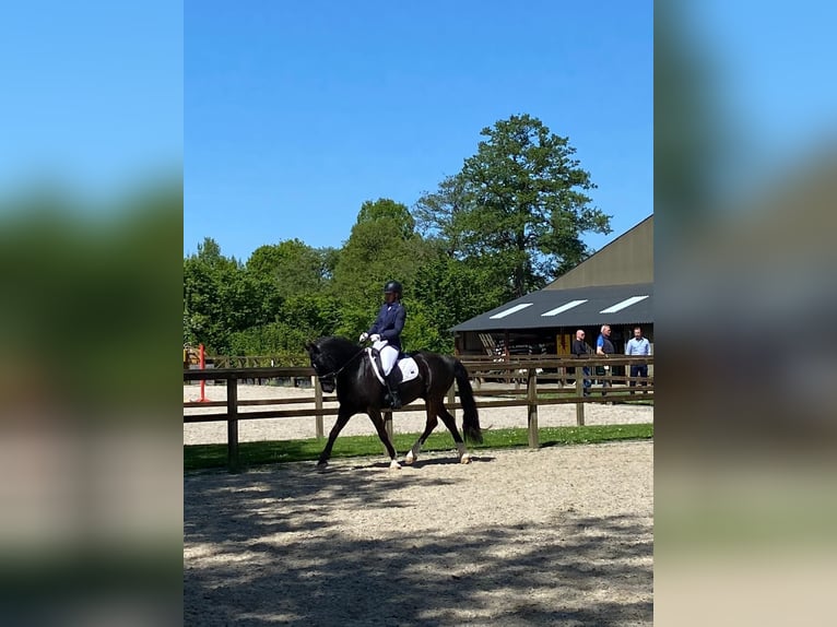 Welsh-D Wallach 12 Jahre 153 cm Rappe in Vragender