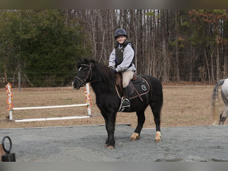 Welsh-D Mix Wallach 13 Jahre 117 cm Rappe in Clover