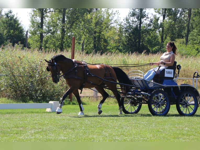 Welsh-D Wallach 13 Jahre 148 cm Brauner in Weert