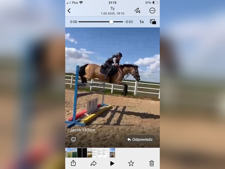 Welsh-D Wallach 13 Jahre 148 cm Palomino in Słomka