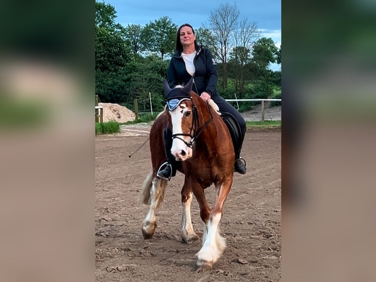 Welsh-D Wallach 13 Jahre 156 cm in Reitsportanlage Rittergut Haebarnsen