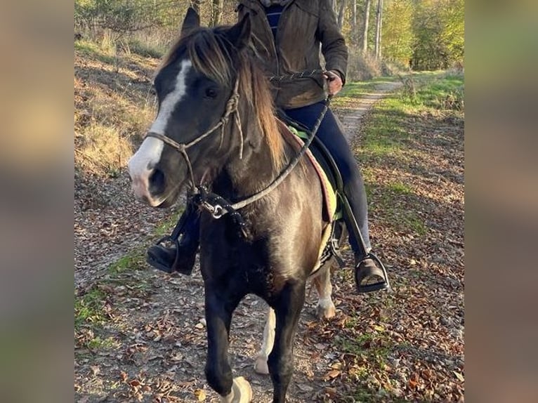 Welsh-D Wallach 14 Jahre 142 cm Schwarzbrauner in Bad Kreuznach