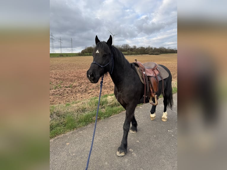 Welsh-D Wallach 14 Jahre 145 cm Rappe in Sinspelt