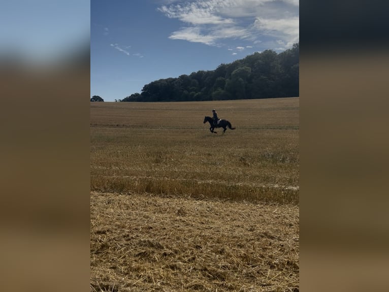 Welsh-D Wallach 14 Jahre 147 cm Rappe in Lütjenburg
