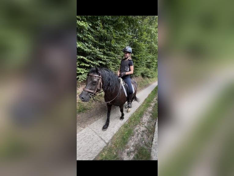 Welsh-D Wallach 14 Jahre 147 cm Rappe in Lütjenburg