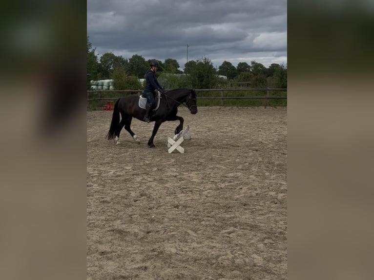 Welsh-D Wallach 14 Jahre 147 cm Rappe in Lütjenburg