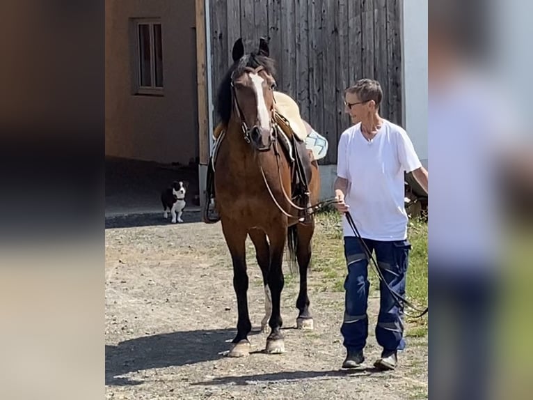 Welsh-D Wallach 14 Jahre 148 cm Brauner in Mertesheim