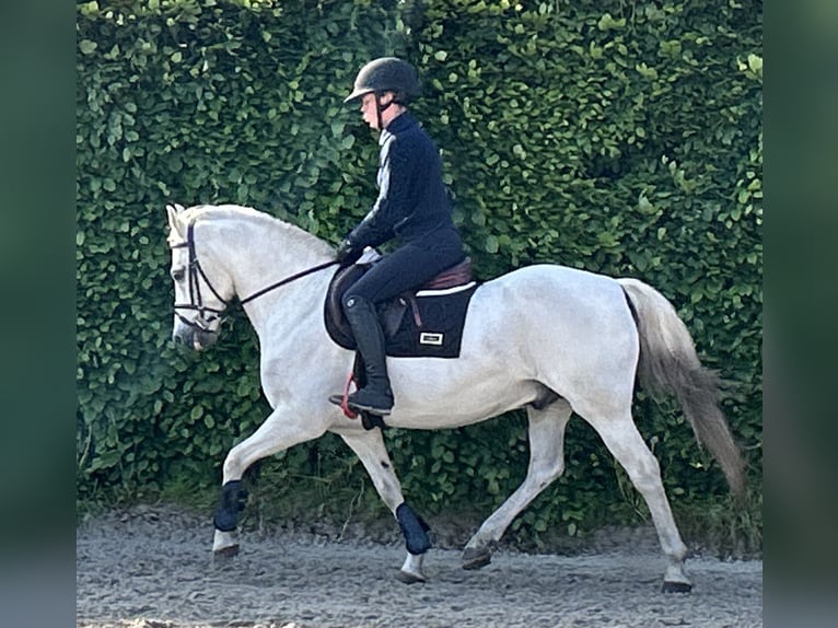 Welsh-D Wallach 15 Jahre 144 cm White in Lille