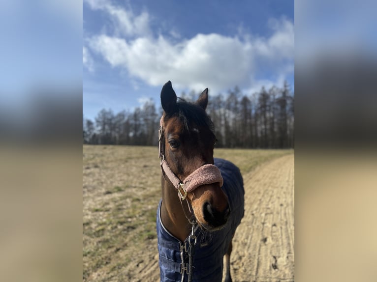 Welsh-D Wallach 15 Jahre 145 cm Brauner in Reda