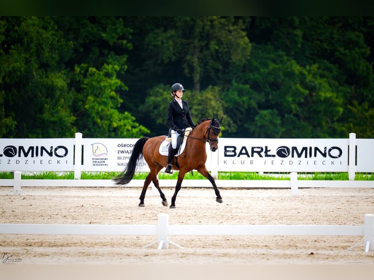 Welsh-D Wallach 15 Jahre 145 cm Brauner in Reda