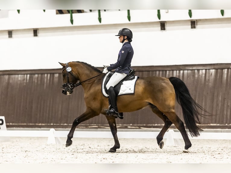 Welsh-D Wallach 15 Jahre 146 cm Rotbrauner in Krosinko