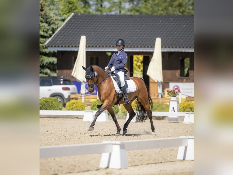 Welsh-D Wallach 15 Jahre 146 cm Rotbrauner in Krosinko