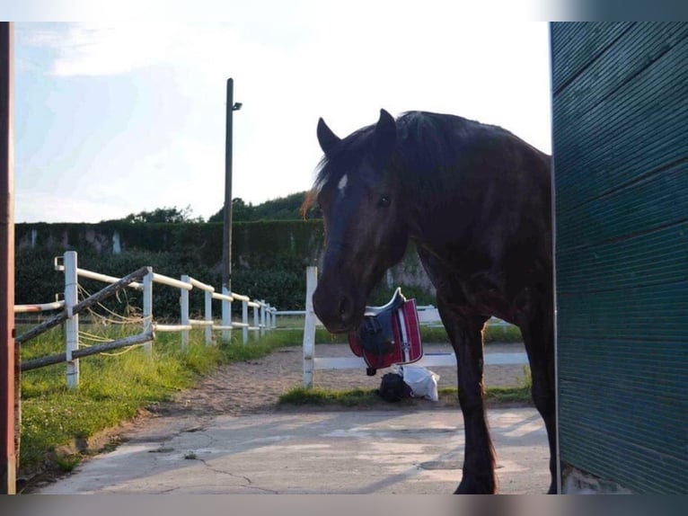 Welsh-D Wallach 15 Jahre 148 cm Rappe in K&#xF6;ln