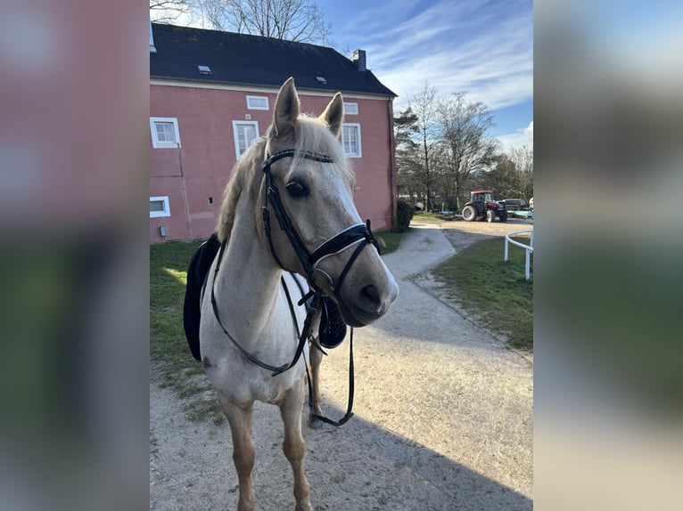 Welsh-D Wallach 15 Jahre 149 cm Palomino in Trier