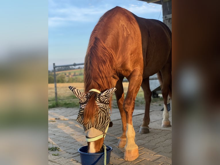 Welsh-D Wallach 15 Jahre 155 cm Fuchs in Dettighofen