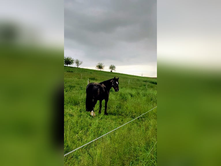 Welsh-D Wallach 15 Jahre 162 cm Dunkelbrauner in Bruchsal