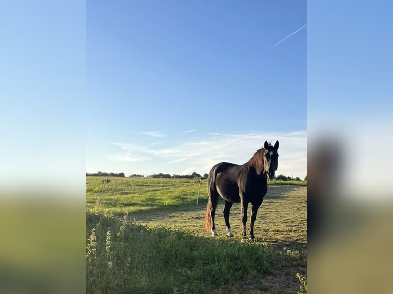 Welsh-D Mix Wallach 15 Jahre Rappe in Dernbach (Westerwald)