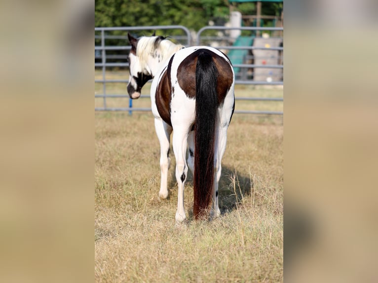 Welsh-D Wallach 16 Jahre 137 cm Schecke in Forney