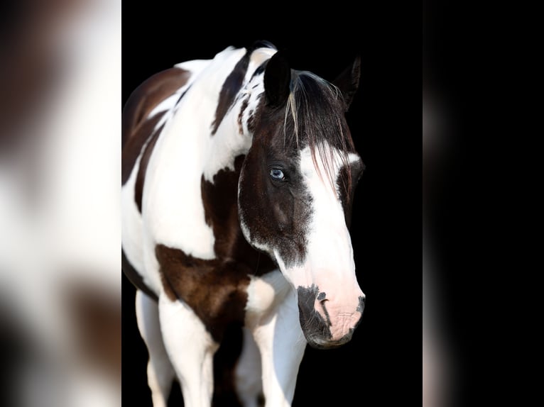 Welsh-D Wallach 17 Jahre 137 cm Schecke in Forney