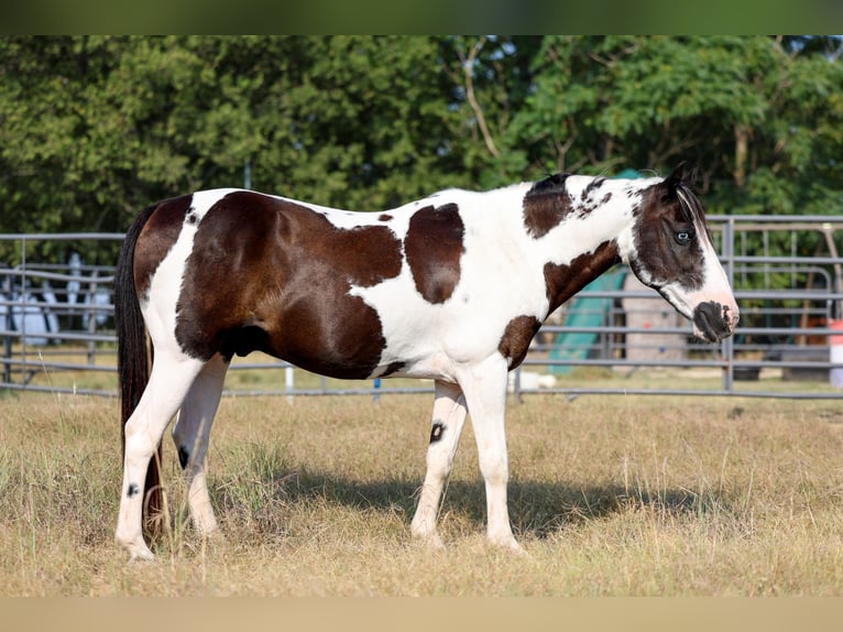 Welsh-D Wallach 17 Jahre 137 cm Schecke in Forney