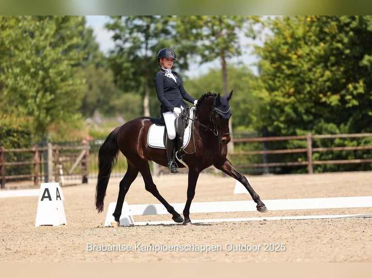 Welsh-D Wallach 17 Jahre 148 cm Schwarzbrauner in Boxtel