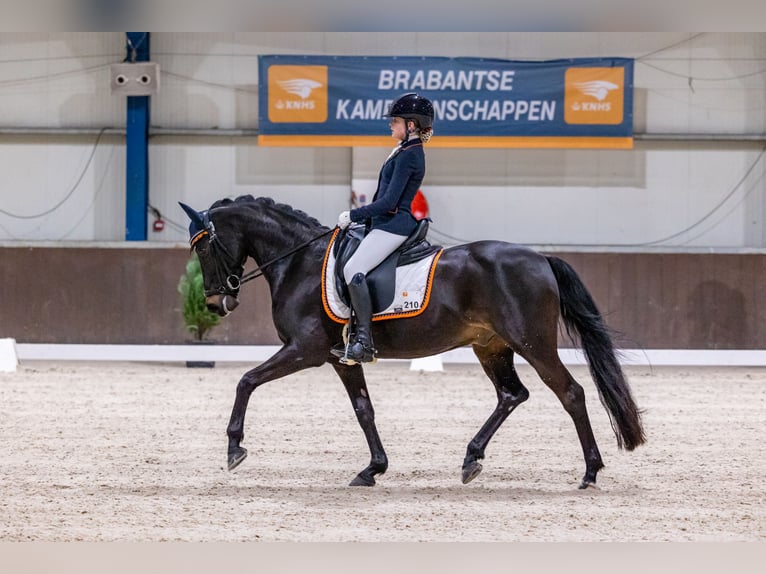 Welsh-D Wallach 17 Jahre 148 cm Schwarzbrauner in Boxtel