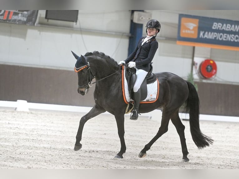 Welsh-D Wallach 17 Jahre 148 cm Schwarzbrauner in Boxtel