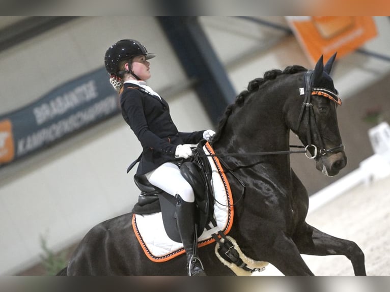 Welsh-D Wallach 17 Jahre 148 cm Schwarzbrauner in Boxtel