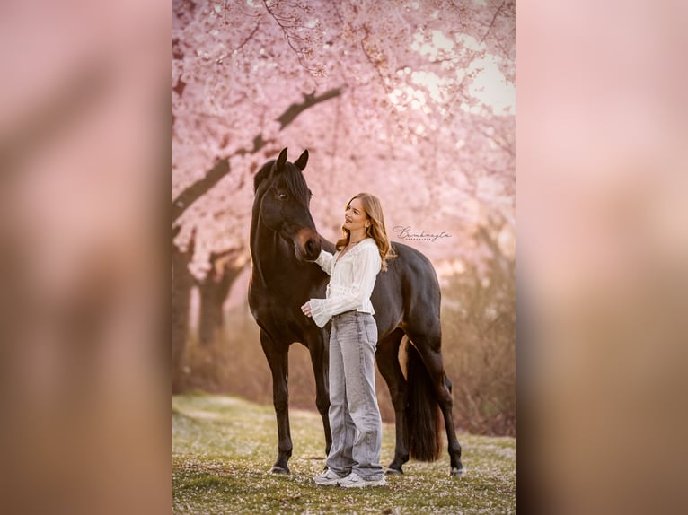Welsh-D Wallach 17 Jahre 148 cm Schwarzbrauner in Boxtel