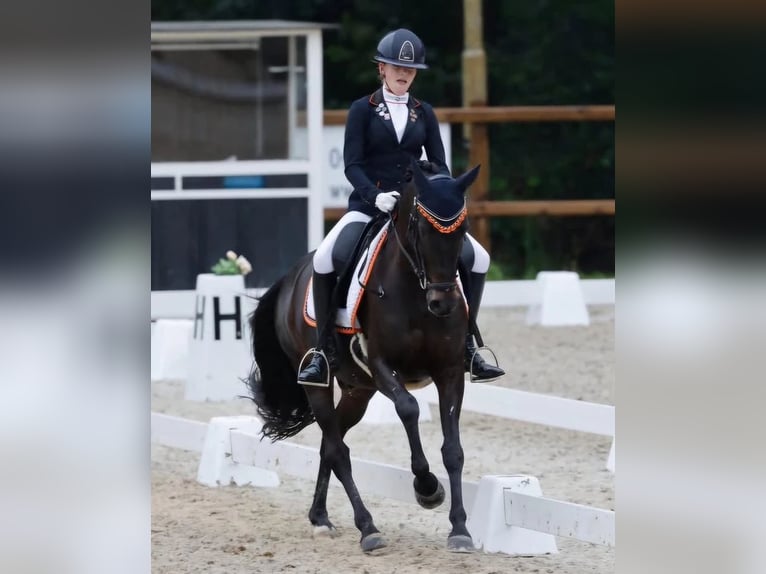 Welsh-D Wallach 17 Jahre 148 cm Schwarzbrauner in Boxtel