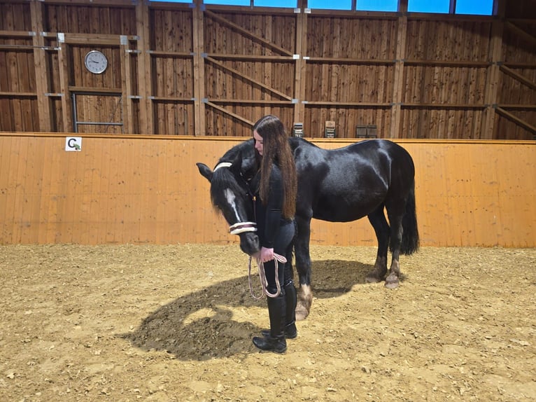 Welsh-D Wallach 17 Jahre 155 cm Rappe in Freisen