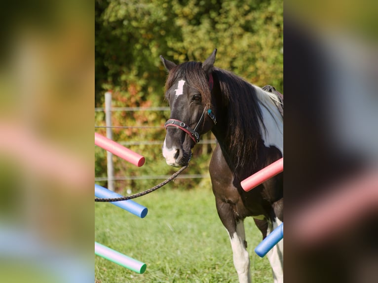 Welsh-D Mix Wallach 18 Jahre 143 cm Schecke in Monsheim