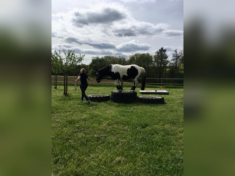 Welsh-D Mix Wallach 18 Jahre 143 cm Schecke in Monsheim