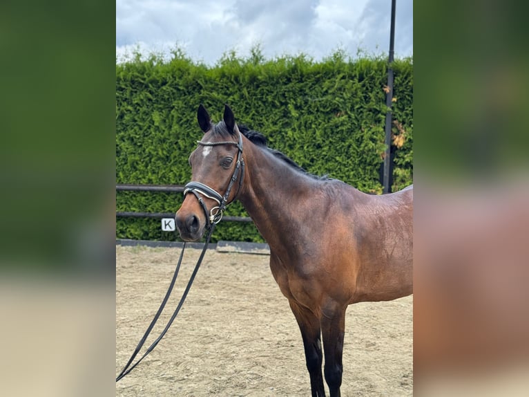 Welsh-D Wallach 19 Jahre 147 cm Brauner in Lierop